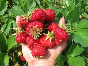 organic-strawberries2011