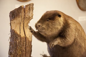 uw beaver