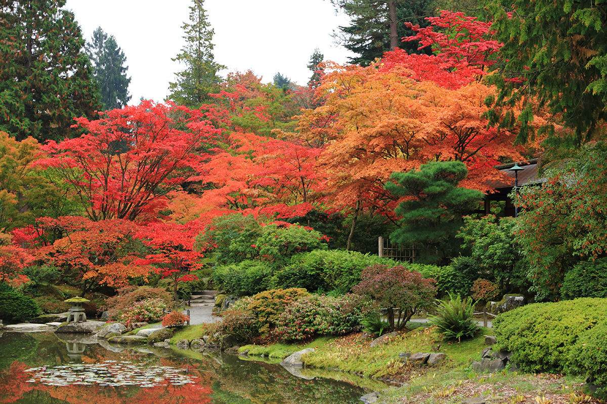 Fall In Love With The Japanese Botanical Garden The Whole U