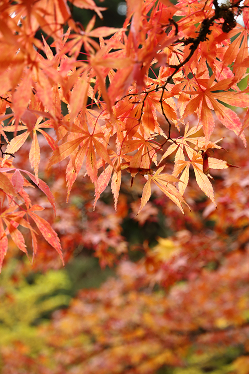 Japanese Park Garden