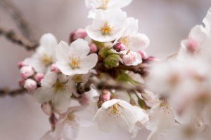 Cherry blossoms on the UW Quad. Katherine B. Turner/ UW