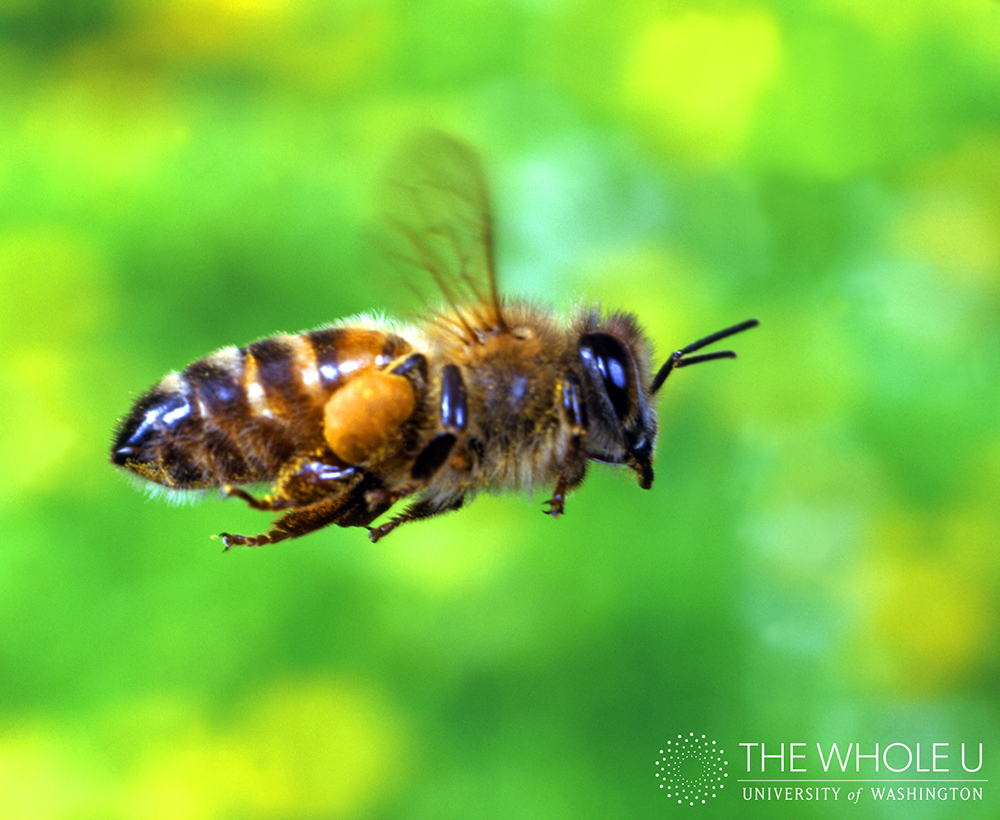 Honey Pacific Northwest Bees