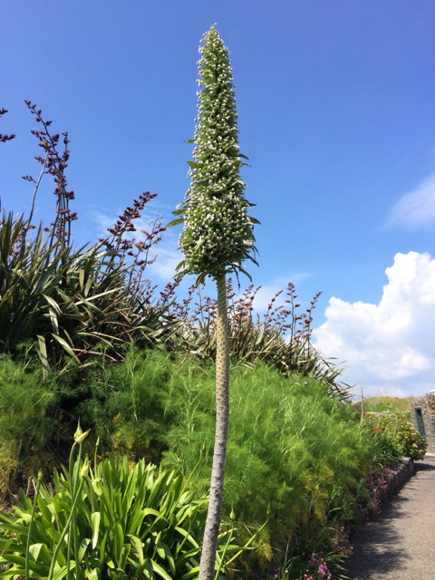 Echium2