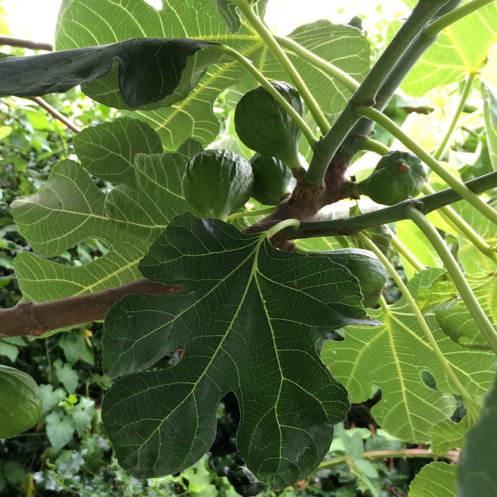 Fig