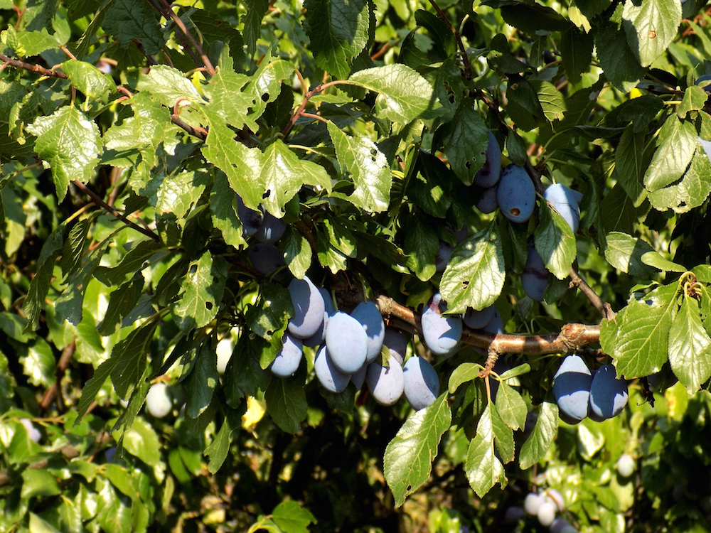 Italian prune plum tree