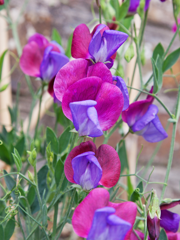Sweet Pea flowers ( Lathyrus odoratus )