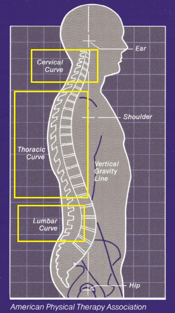 Posture perfect: maintaining the spine's natural curves – Canadian  Chiropractic Association (CCA)