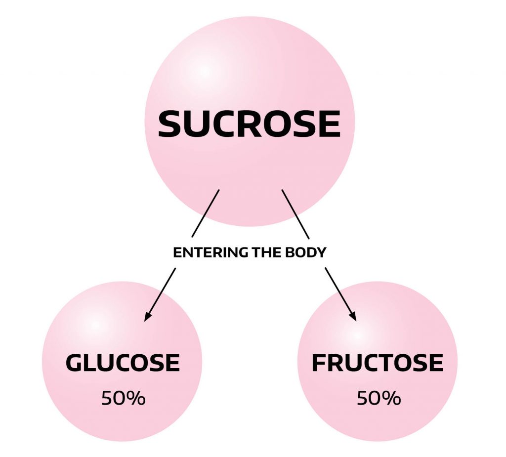 sucrose breakdown