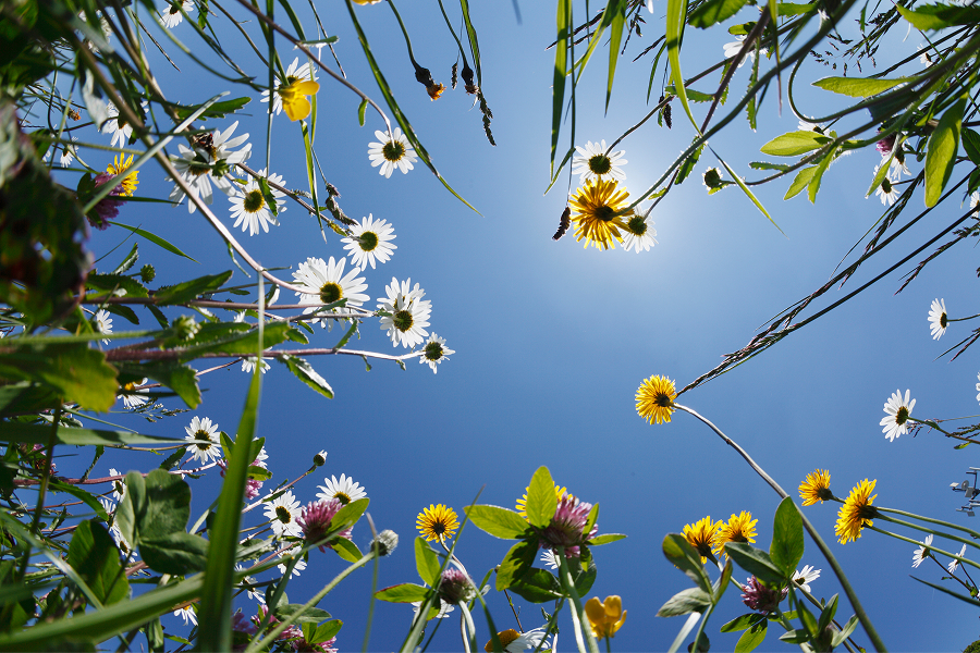 daisies and flowers with sunshine and blue skies