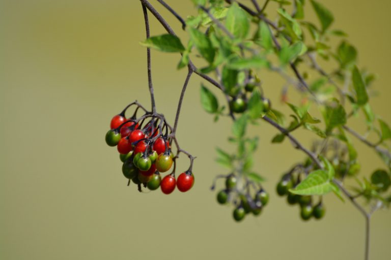 A Quick And Juicy Guide To Berries Of The Northwest | The Whole U