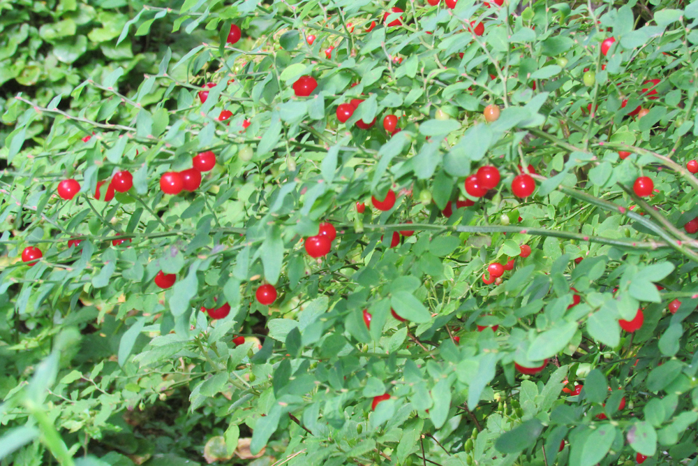 What are the beautiful red berries by the side of the road?