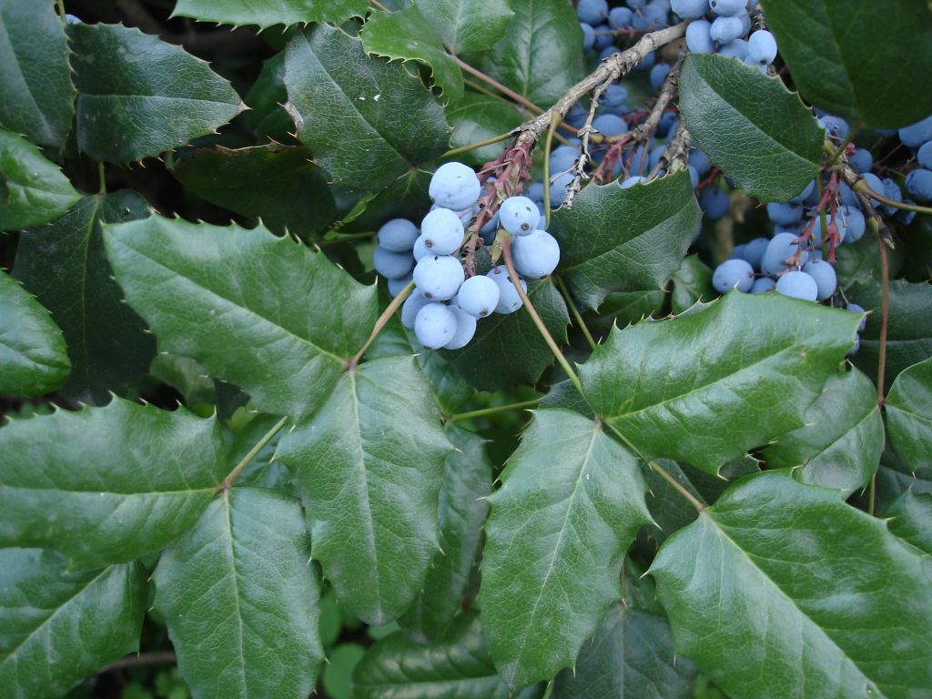 Sweet 'White Berry Bush' fruits - Bushguide 101