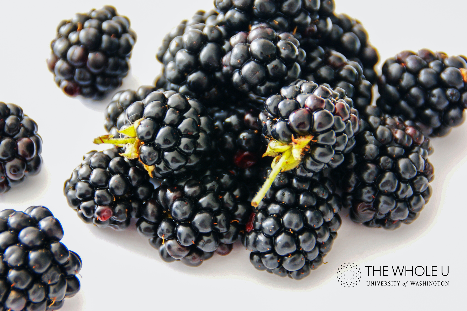 are wild blackberries bad for dogs