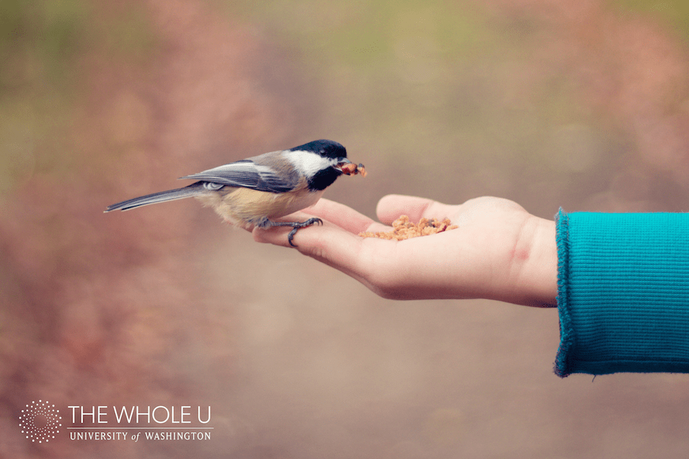 feeding to birds